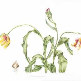 Tulipa-flaming-parrot_71x50